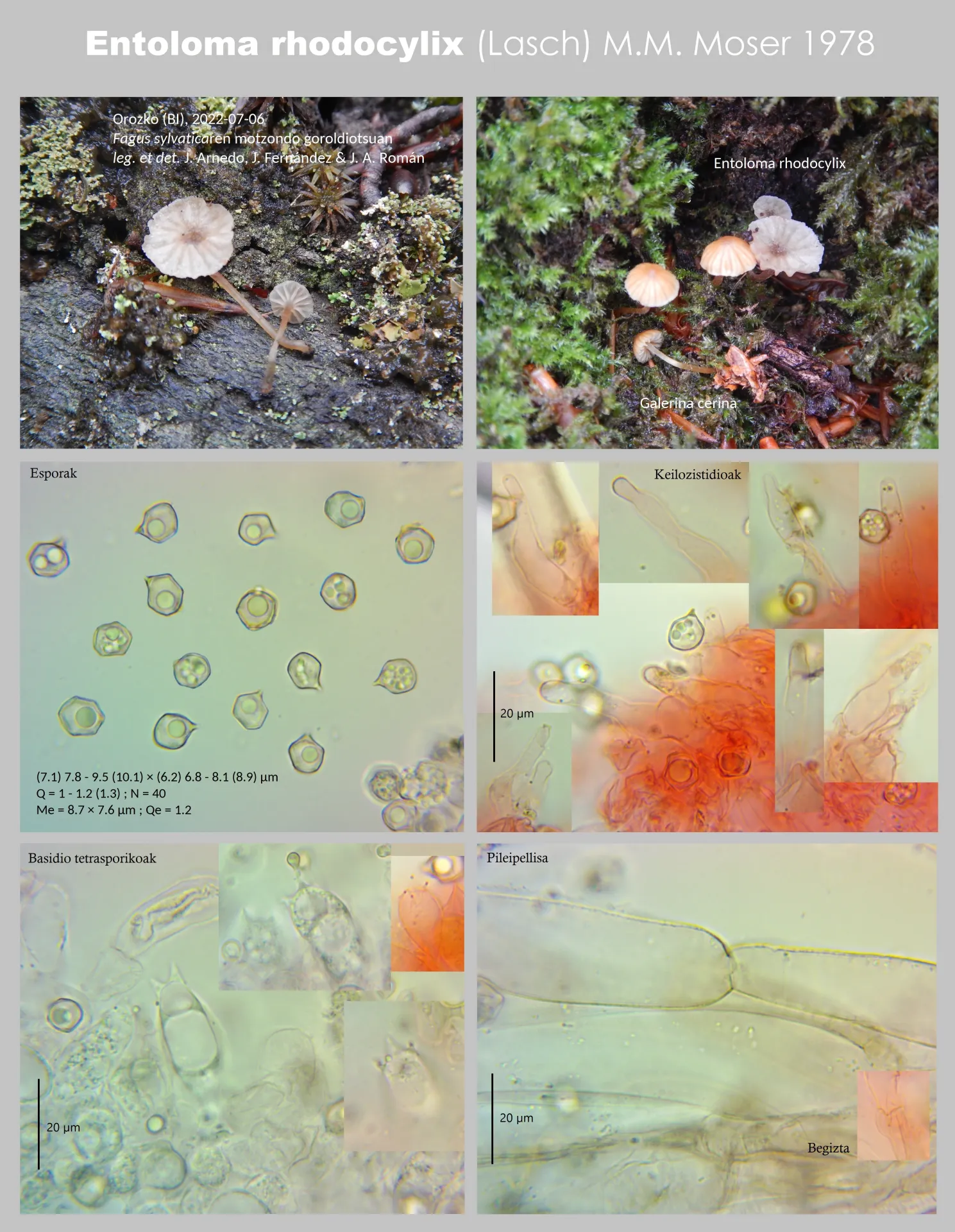 Entoloma rhodocylix